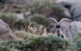 BOVID - IBEX - GREDOS IBEX - SIERRA DE GREDOS NATIONAL PARK SPAIN (129).JPG