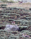 BOVID - IBEX - GREDOS IBEX - SIERRA DE GREDOS NATIONAL PARK SPAIN (38).JPG