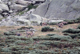 BOVID - IBEX - GREDOS IBEX - SIERRA DE GREDOS NATIONAL PARK SPAIN (48).JPG