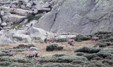 BOVID - IBEX - GREDOS IBEX - SIERRA DE GREDOS NATIONAL PARK SPAIN (58).JPG