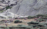 BOVID - IBEX - GREDOS IBEX - SIERRA DE GREDOS NATIONAL PARK SPAIN (63).JPG