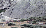 BOVID - IBEX - GREDOS IBEX - SIERRA DE GREDOS NATIONAL PARK SPAIN (66).JPG