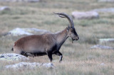 BOVID - IBEX - GREDOS IBEX - SIERRA DE GREDOS NATIONAL PARK SPAIN (94).JPG