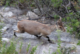 BOVID - IBEX - SOUTHERN SPANISH IBEX - ANDUJAR RACE - SIERRA DE ANDUJAR SPAIN (30).JPG