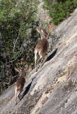 BOVID - IBEX - SOUTHERN SPANISH IBEX - ANDUJAR RACE - SIERRA DE ANDUJAR SPAIN (34).JPG