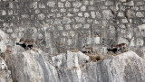 BOVID - IBEX - SOUTHERN SPANISH IBEX - ANDUJAR RACE - SIERRA DE ANDUJAR SPAIN (60).JPG