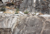 BOVID - IBEX - SOUTHERN SPANISH IBEX - ANDUJAR RACE - SIERRA DE ANDUJAR SPAIN (70).JPG