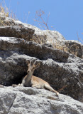 BOVID - IBEX - SOUTHERN SPANISH IBEX - RONDA RACE - EL TORCAL NATIONAL PARK SPAIN (24).JPG