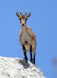 BOVID - IBEX - SOUTHERN SPANISH IBEX - RONDA RACE - EL TORCAL NATIONAL PARK SPAIN (53).JPG