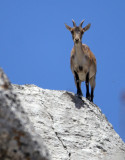 BOVID - IBEX - SOUTHERN SPANISH IBEX - RONDA RACE - EL TORCAL NATIONAL PARK SPAIN (57).JPG