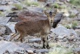 BOVID - IBEX - SOUTHERN SPANISH IBEX - SIERRA NEVADA NATIONAL PARK SPAIN (25).JPG