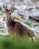 BOVID - IBEX - SOUTHERN SPANISH IBEX - SIERRA NEVADA NATIONAL PARK SPAIN (4).JPG