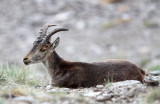 BOVID - IBEX - SOUTHERN SPANISH IBEX - SIERRA NEVADA NATIONAL PARK SPAIN (41).JPG