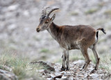 BOVID - IBEX - SOUTHERN SPANISH IBEX - SIERRA NEVADA NATIONAL PARK SPAIN (43).JPG