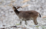 BOVID - IBEX - SOUTHERN SPANISH IBEX - SIERRA NEVADA NATIONAL PARK SPAIN (46).JPG