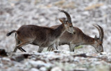 BOVID - IBEX - SOUTHERN SPANISH IBEX - SIERRA NEVADA NATIONAL PARK SPAIN (53).JPG