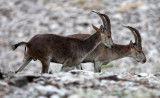 BOVID - IBEX - SOUTHERN SPANISH IBEX - SIERRA NEVADA NATIONAL PARK SPAIN (54).JPG