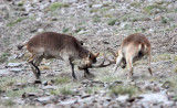 BOVID - IBEX - SOUTHERN SPANISH IBEX - SIERRA NEVADA NATIONAL PARK SPAIN (60).JPG