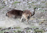 BOVID - IBEX - SOUTHERN SPANISH IBEX - SIERRA NEVADA NATIONAL PARK SPAIN (62).JPG