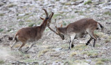 BOVID - IBEX - SOUTHERN SPANISH IBEX - SIERRA NEVADA NATIONAL PARK SPAIN (65).JPG