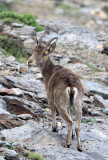 BOVID - IBEX - SOUTHERN SPANISH IBEX - SIERRA NEVADA NATIONAL PARK SPAIN (7).JPG