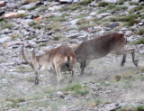 BOVID - IBEX - SOUTHERN SPANISH IBEX - SIERRA NEVADA NATIONAL PARK SPAIN (76).JPG