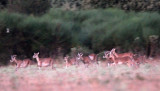 BOVID - MOUFLON - SIERRA DE LAS NIEVES NATIONAL PARK SPAIN - FINCA LAS NAVAS HOMESTEAD (15).JPG