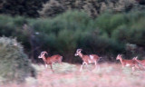 BOVID - MOUFLON - SIERRA DE LAS NIEVES NATIONAL PARK SPAIN - FINCA LAS NAVAS HOMESTEAD (31).JPG