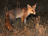 CANID - FOX - IBERIAN RED FOX - SIERRA DE ANDUJAR SPAIN (16).JPG