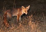 CANID - FOX - IBERIAN RED FOX - SIERRA DE ANDUJAR SPAIN (19).JPG