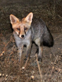 CANID - FOX - IBERIAN RED FOX - SIERRA DE ANDUJAR SPAIN (7).JPG