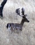 CERVID - DEER - FALLOW DEER - SIERRA DE ANDUJAR SPAIN (18).JPG