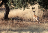 CERVID - DEER - FALLOW DEER - SIERRA DE ANDUJAR SPAIN (6).JPG