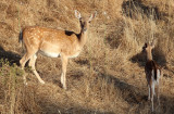 CERVID - DEER - FALLOW DEER - SIERRA DE ANDUJAR SPAIN (9).JPG