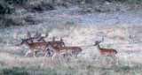 CERVID - DEER - FALLOW DEER - SIERRA DE LAS NIEVES NATIONAL PARK SPAIN (13).JPG