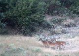 CERVID - DEER - FALLOW DEER - SIERRA DE LAS NIEVES NATIONAL PARK SPAIN (19).JPG