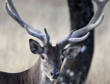 CERVID - DEER - IBERIAN RED DEER - SIERRA DE ANDUJAR SPAIN (29).JPG