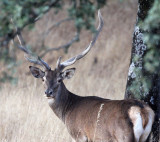 CERVID - DEER - IBERIAN RED DEER - SIERRA DE ANDUJAR SPAIN (31).JPG