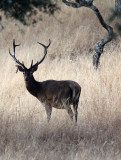 CERVID - DEER - IBERIAN RED DEER - SIERRA DE ANDUJAR SPAIN (42).JPG