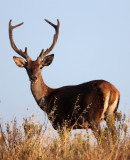 CERVID - DEER - IBERIAN RED DEER - SIERRA DE ANDUJAR SPAIN (47).JPG
