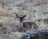 CERVID - DEER - IBERIAN RED DEER - SIERRA DE ANDUJAR SPAIN (59).JPG