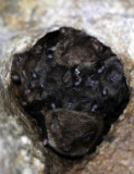 CHIROPTERA - DAUBENTONS BAT - SIERRA DE ANDUJAR SPAIN (10).JPG