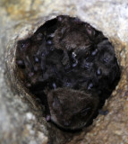 CHIROPTERA - DAUBENTON'S BAT - SIERRA DE ANDUJAR SPAIN (8).JPG