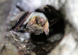 CHIROPTERA - GREATER MOUSE-EARED BAT - SIERRA DE ANDUJAR SPAIN (2).JPG