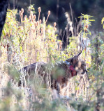 FELID - IBERIAN LYNX - SIERRA DE ANDUJAR SPAIN (5).JPG