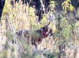 FELID - IBERIAN LYNX - SIERRA DE ANDUJAR SPAIN (6).JPG