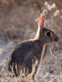 LAGOMORPH - EUROPEAN RABBIT - SIERRA DE ANDUJAR SPAIN (5).JPG