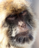 PRIMATE - MACAQUE - BARBARY MACAQUE - GIBRALTAR (46).JPG