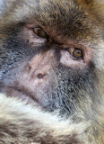 PRIMATE - MACAQUE - BARBARY MACAQUE - GIBRALTAR (53).JPG