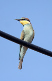 BIRD - BEE EATER - EUROPEAN BEE-EATER - SIERRA DE ANDUJAR SPAIN (6).JPG